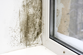 Toxic mould on window reveal a problem easily solved